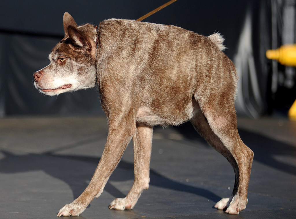 World S Ugliest Dog Of 2015 Is Quasi Modo See Pics Of